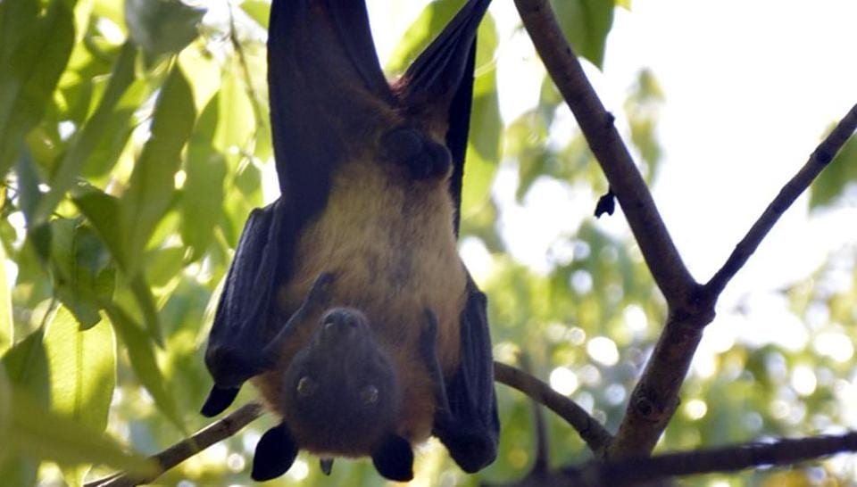 Wuhan lab had three live bat coronaviruses: Report | World News ...