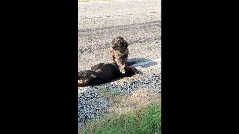 This good boy was named Guardian after he refused to leave his dead sister’s side