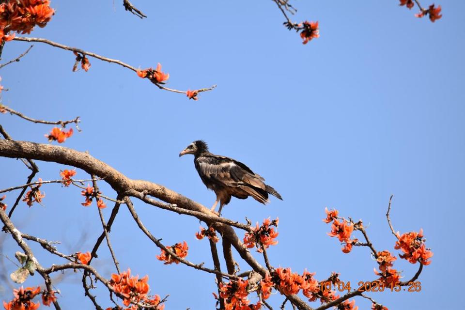 Roosting site with rare vultures found near Madhya Pradesh’s Panna Tiger Reserve