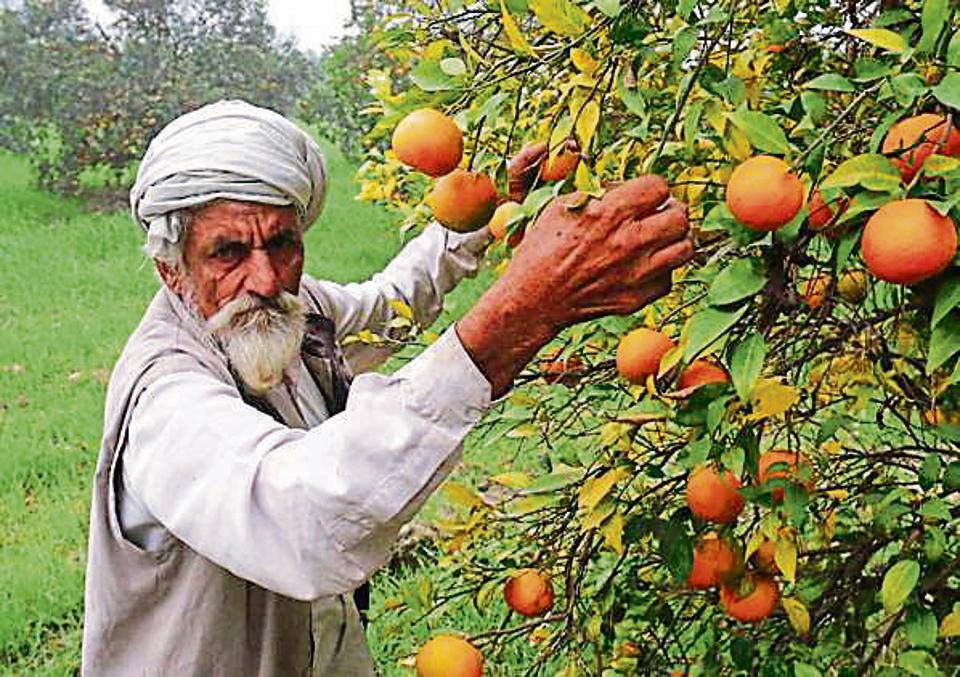Kinnow Growers Worried As Traders Yet To Approach Them For Crop Deals Hindustan Times Working in the poplar lab, i learned that you could get three or four times that much (by weight) with selected trees in row crop style.