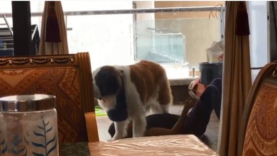 R Madhavan Shares Video Of His Son Grooming Their Huge Pet Dog. It’s 