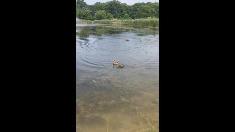 Pet duck Stella just adopted ten orphaned ducklings. Watch touching video