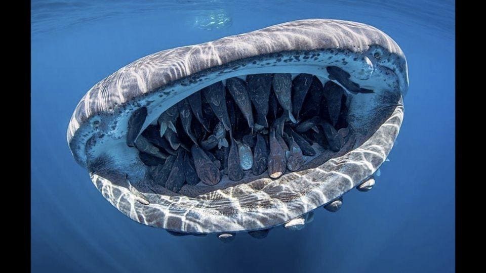 Group of fish hitches a ride in a pregnant whale shark’s mouth. It may