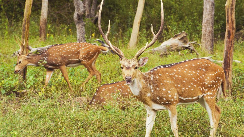 Thane: Two spotted deer rescued from residential area | Mumbai news ...