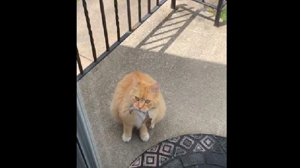 Kitty Brings ‘thoughtful T For Human Its A Live Chipmunk Watch