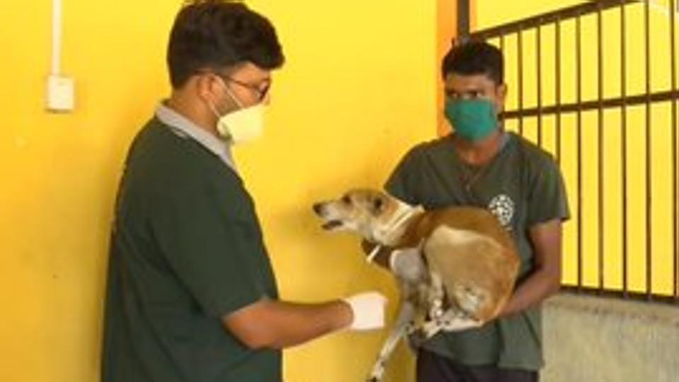 Lucknow municipality builds shelter for stray dogs, sterilises and tags them | Trending - Hindustan Times Lucknow municipality builds shelter for stray dogs, sterilises and tags them | Trending - Hindustan Times