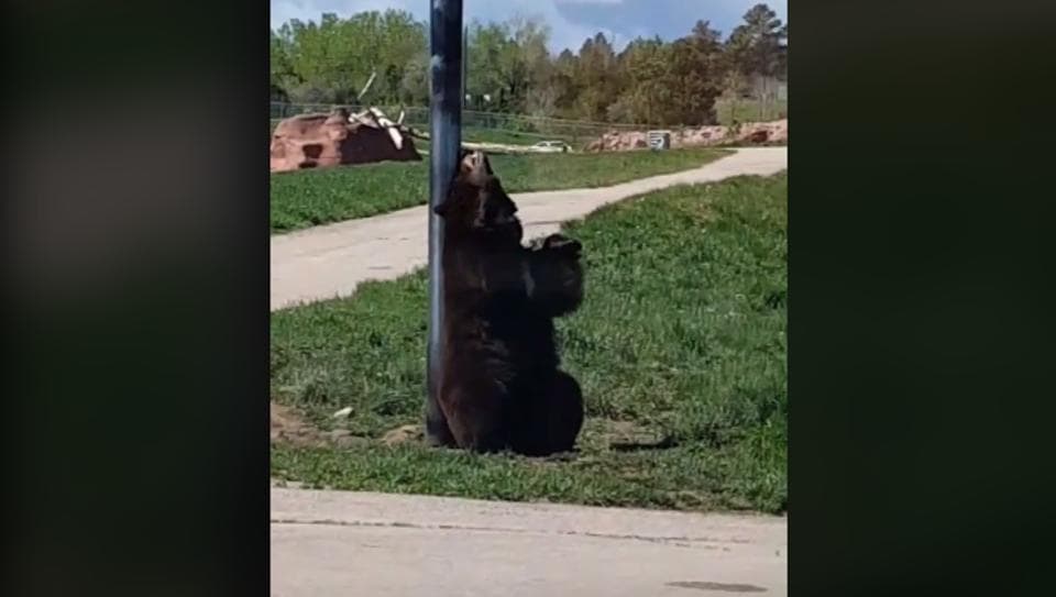 Bear looks absolutely adorable scratching an itch on a pole. Watch ...