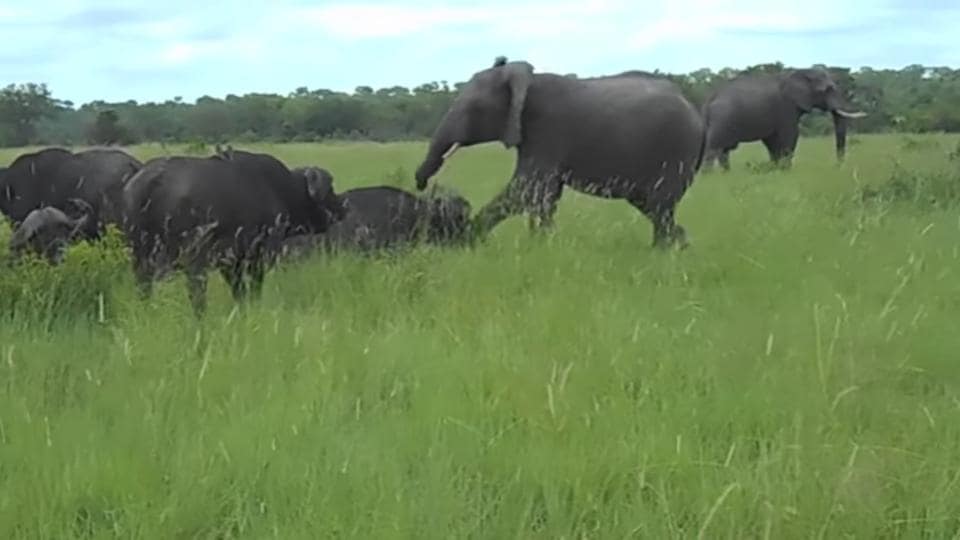 playfully kicks buffalo the head and it Tusker's reaction is | Trending - Hindustan Times