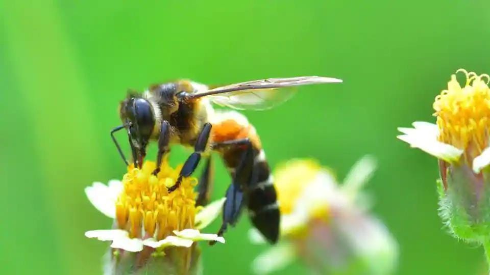 Death Of Millions Of Bees Triggers Natural Disaster In Croatia | World ...