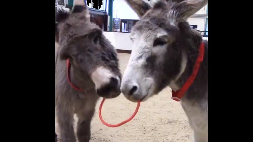 These two donkey besties are ruling Twitter with their cuteness. Watch