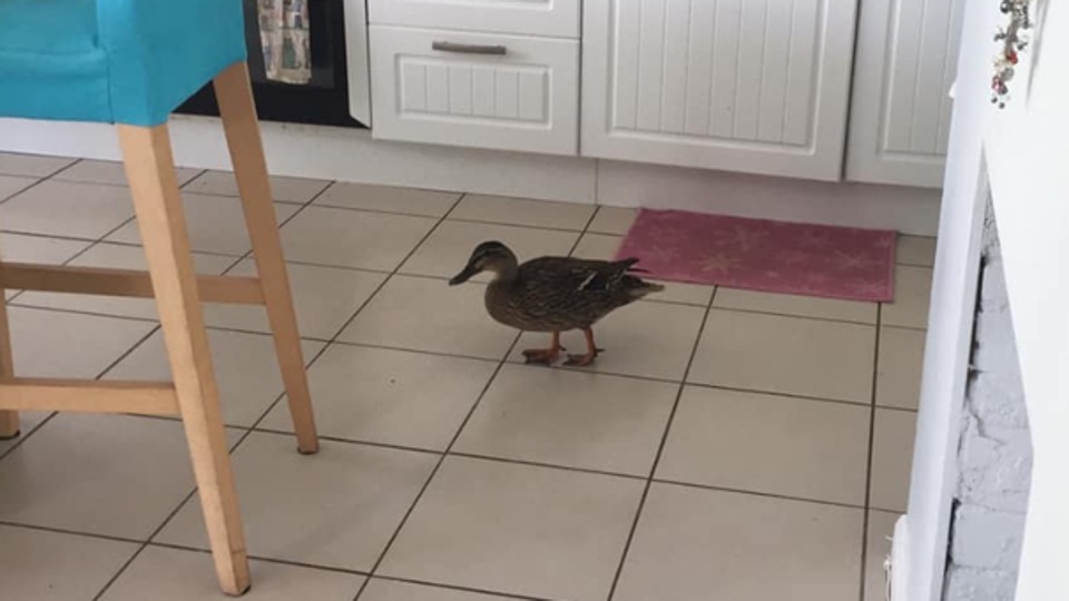 A duck randomly walked into this woman’s home. The entire episode is