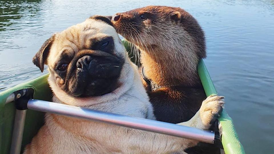 Nothing to see here just an otter chilling on a boat with its dog