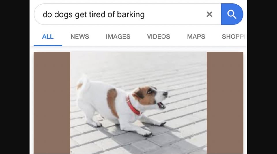 can barking hurt a dog