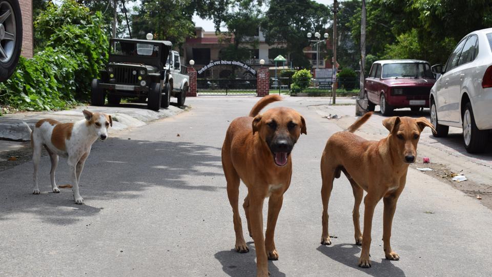 Starkville seeks to legally protect restaurants that allow dogs on patios -  The Dispatch