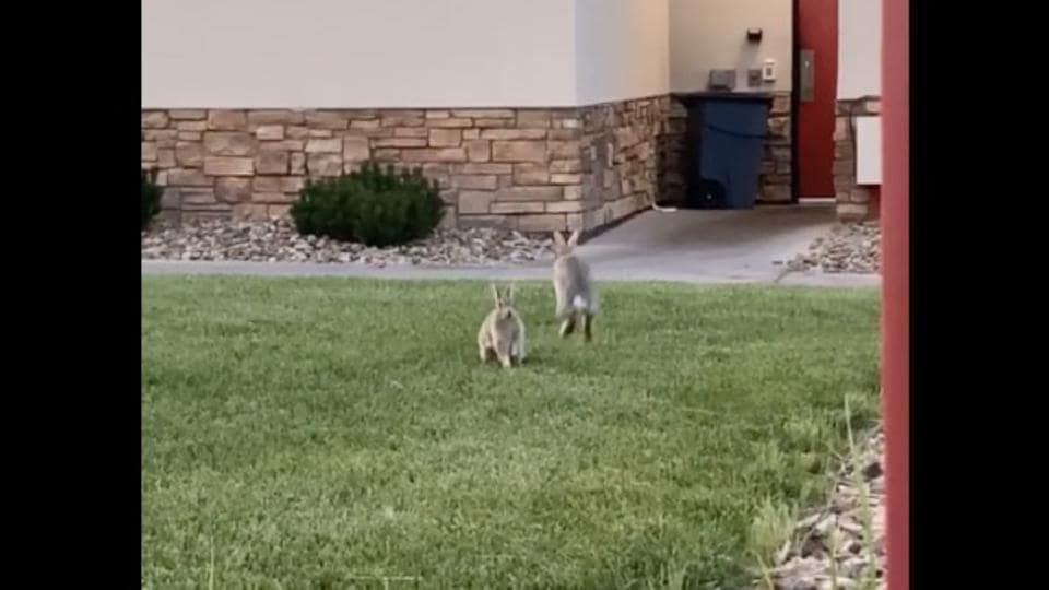 These bunnies are so cute that they may zoomie right into your heart