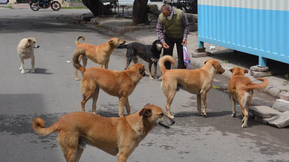 Animal Activist S Complaint False Says Accused Counter Complaint Filed Hindustan Times Dog stories, dogs found, missing dogs, uncategorized. animal activist s complaint false says