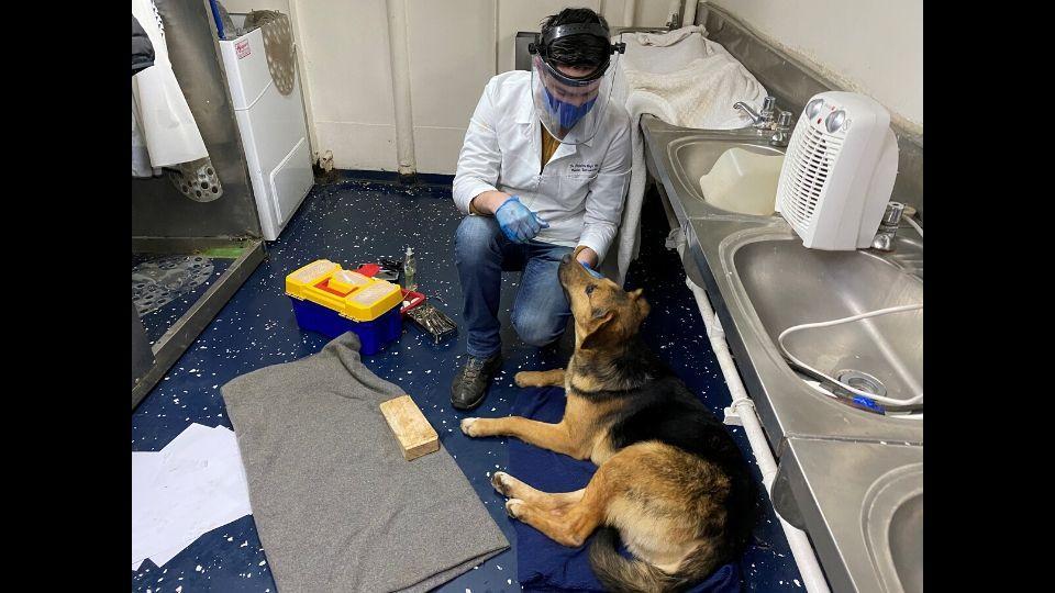 Sailors spot dog struggling in waters, rescue it. The canine is now