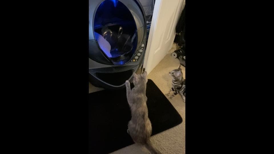 can cats share a litter box reddit