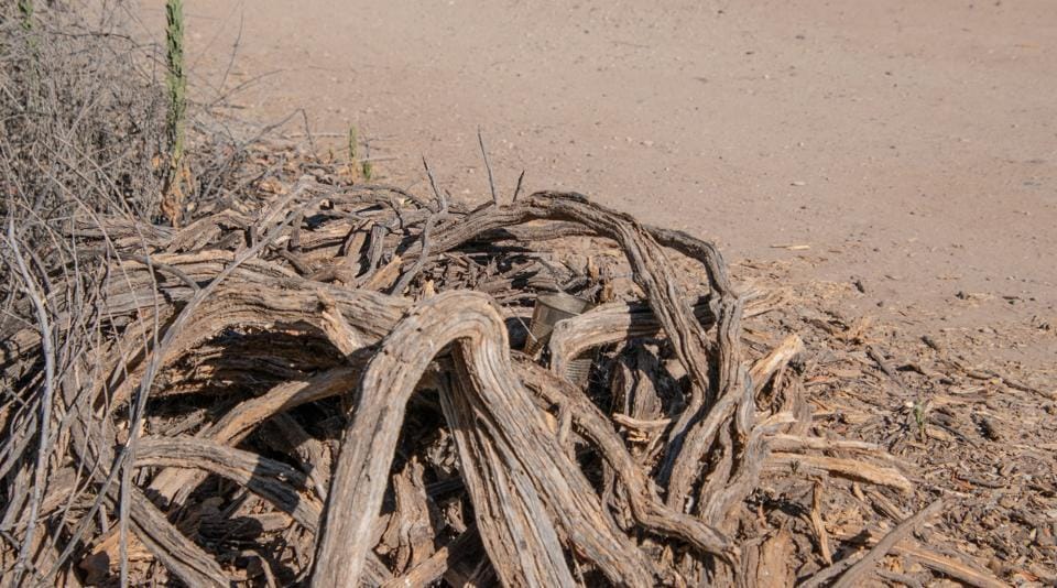 Can you find the tiny lizard hiding in this image? It’s not easy