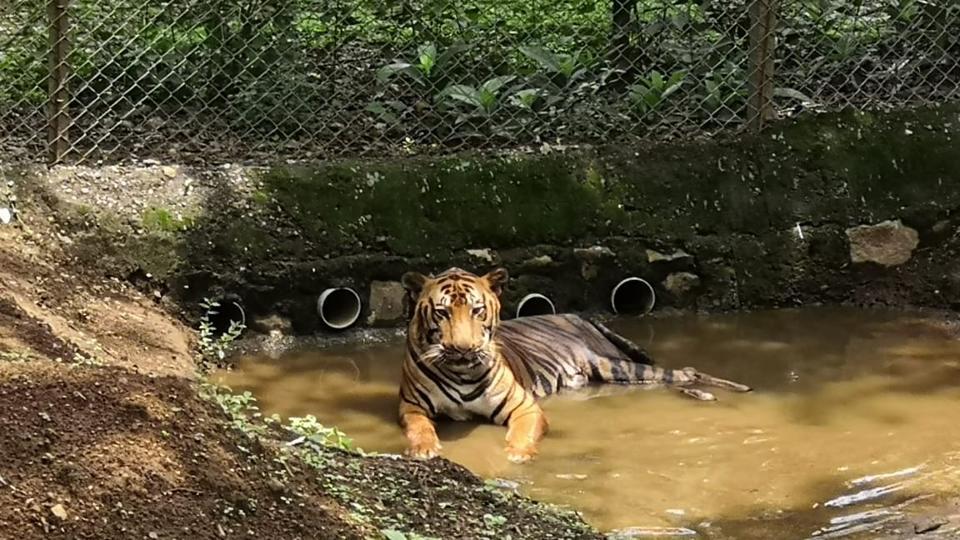 Captive Royal Bengal tiger dies at Sanjay Gandhi National Park | Mumbai