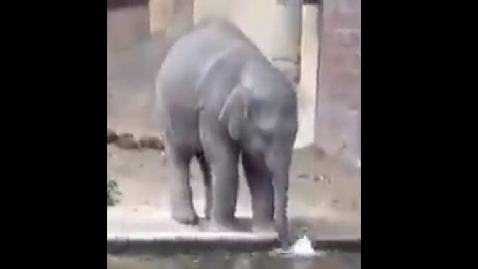 Baby elephant blows bubbles in water with trunk, clip is too cute to