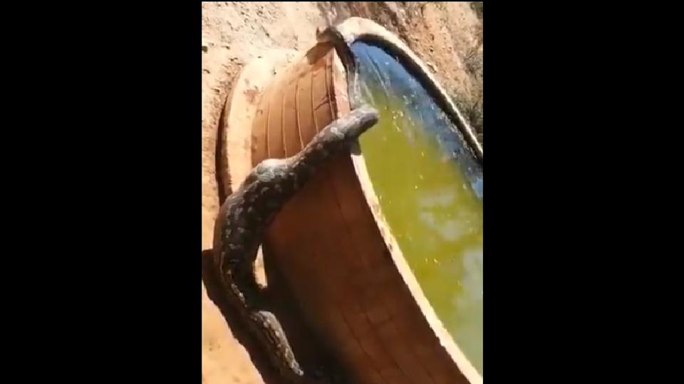 Snake In Python Pool Python goes for a dip in pool after a meal, clip is giving netizens ...
