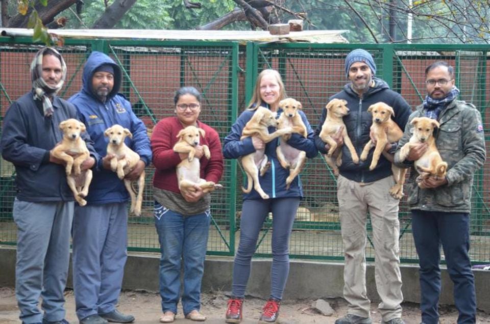 Chandigarh Golf Club now a 'puppy free' zone - Hindustan Times Chandigarh Golf Club now a 'puppy free' zone - Hindustan Times