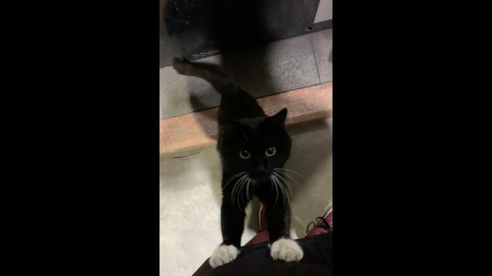 Netizens are calling this kitty a ‘gas station attendant’. Watch to find out why Trending