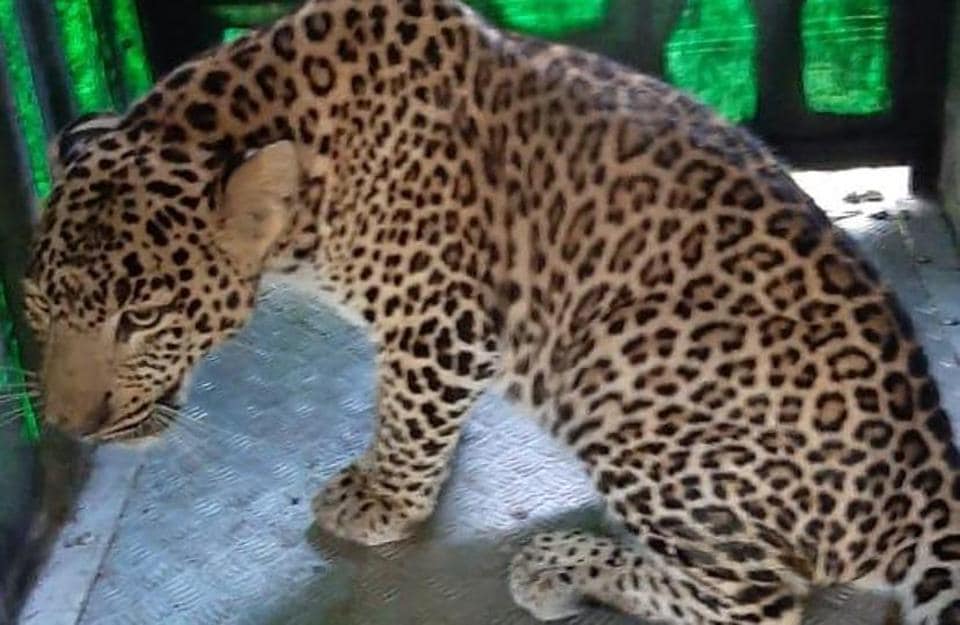 ‘Excessive leopard captures in Nashik due to fear psychosis’ | Mumbai ...