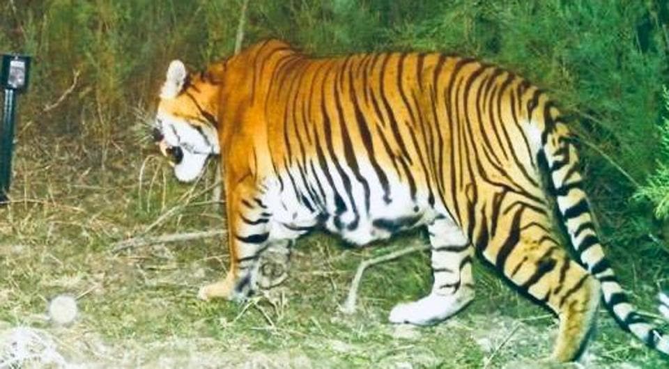 First evidence of tiger breeding in Assam sanctuary brings cheer ...