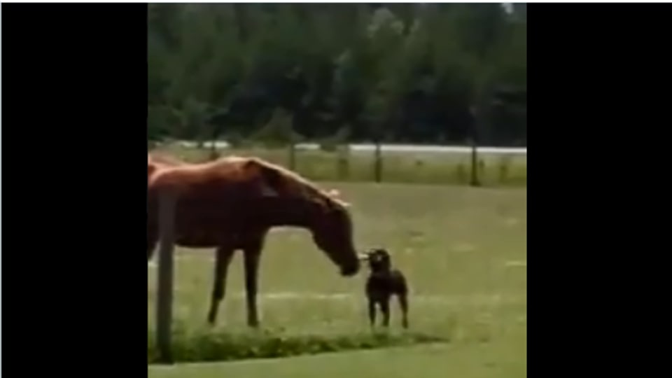 Dog brings carrot for horse, video is too cute to handle | Trending ...