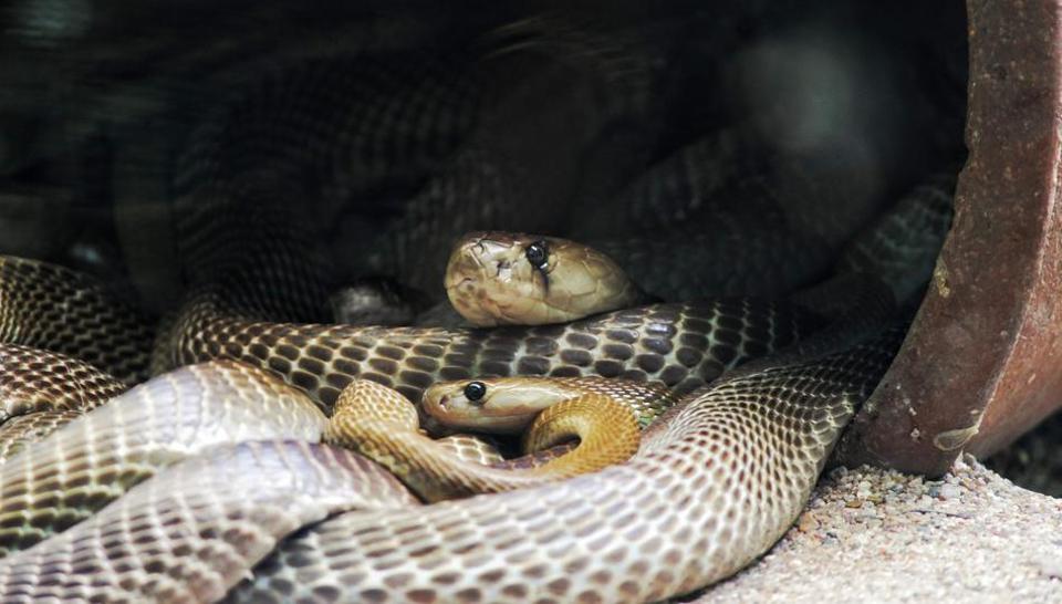 West Bengal: 2 cobras found in classroom in Jalpaiguri district