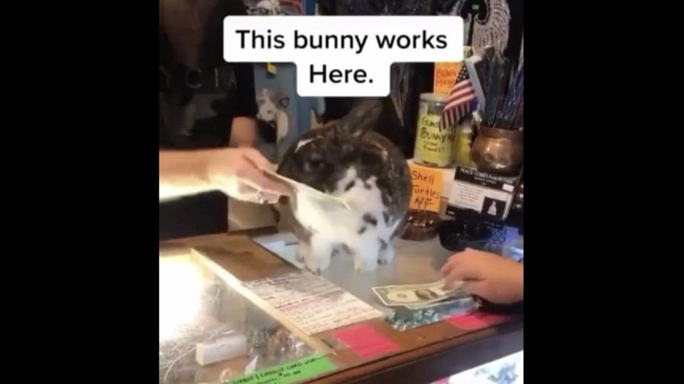 Redditors are calling this cashier bunny, named Gumbo, Bucks Bunny