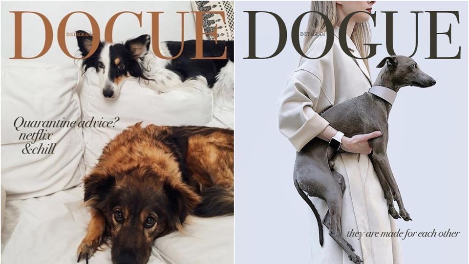 Move over Vogue, pooches are strutting their stuff for ‘Dogue’ fashion