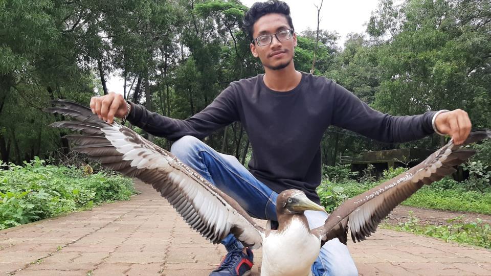 21-year-old pharmacy student rescues rare seabird | Mumbai news ...