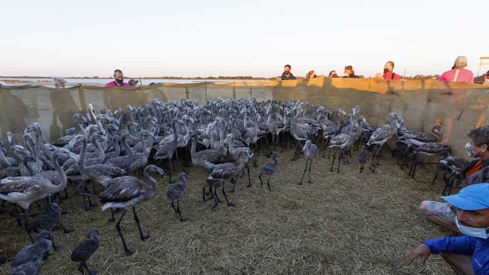 more than 50 000 pink flamingos gather in french wetlands sight is a treat for the eyes trending hindustan times