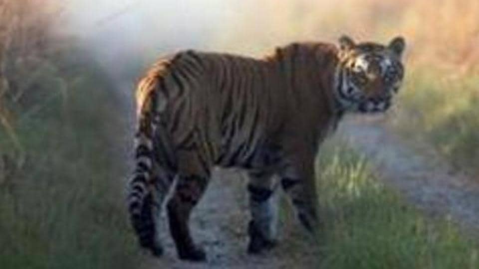 MP: Man-eating tigers to be kept in special enclosures which will be