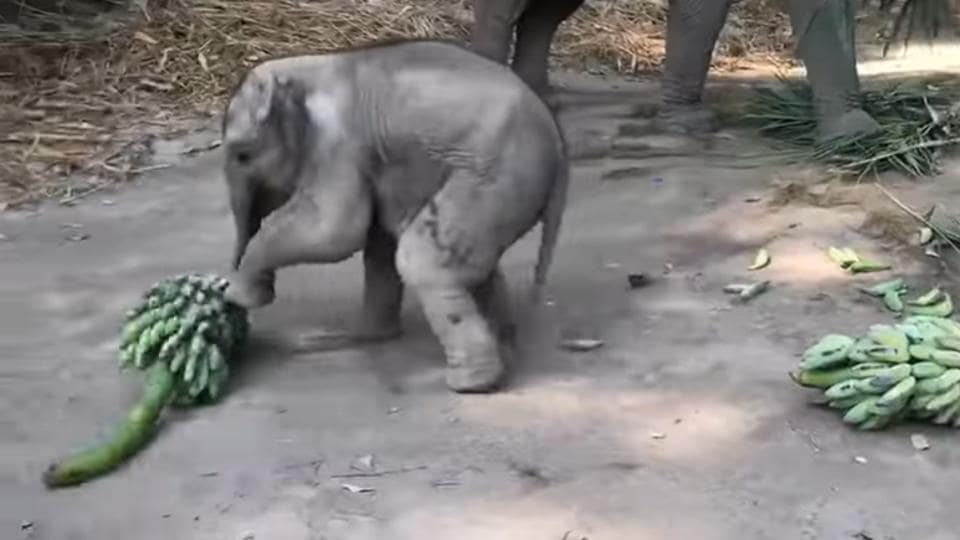 World Elephant Day This Video Of A Baby Elephant Playing With Bananas Will Put A Smile On Your Face Watch Hindustan Times