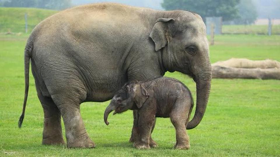 World Elephant Day 2020: Vice Prez Naidu pledges support to ‘Haathi Hamara Saathi’