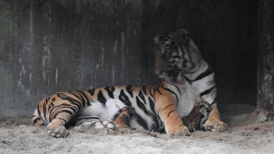 West Bengal Tigress Gives Birth To Three Cubs At Bengal Safari In Siliguri Latest News India