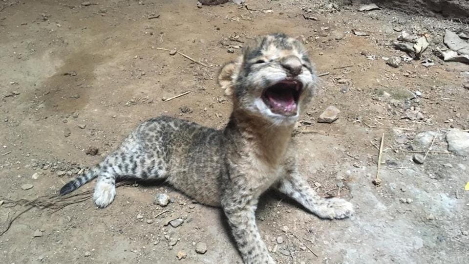 Gwalior zoo three lion cubs Trending Hindustan Times