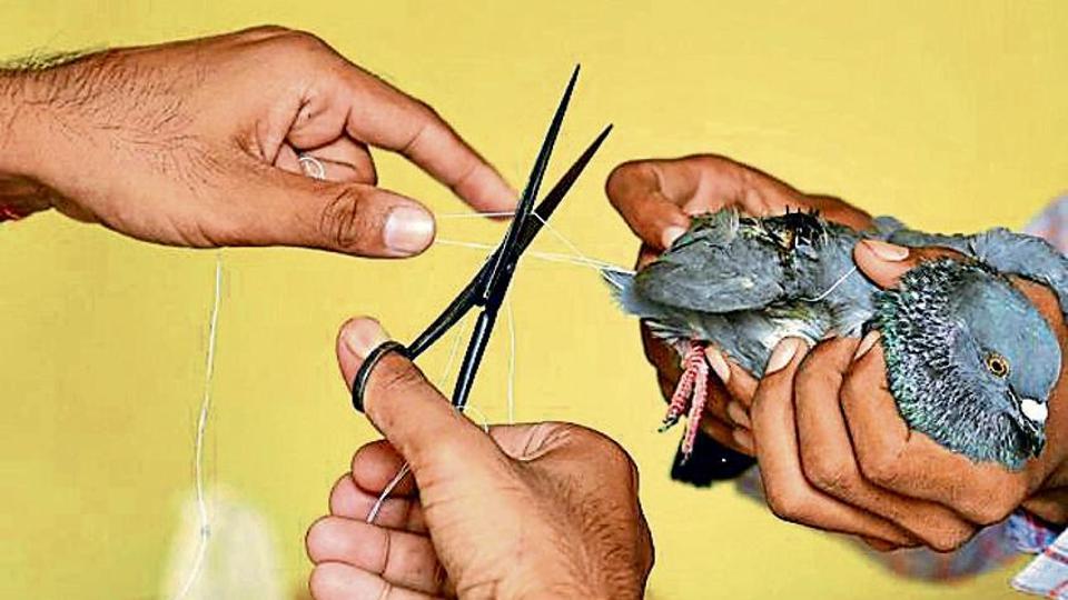 How to help an injured bird image