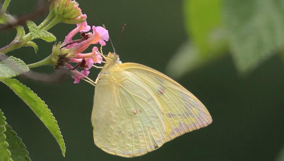 Urbanisation, agriculture, and climate crisis likely to take a heavier larger toll on some butterfly species