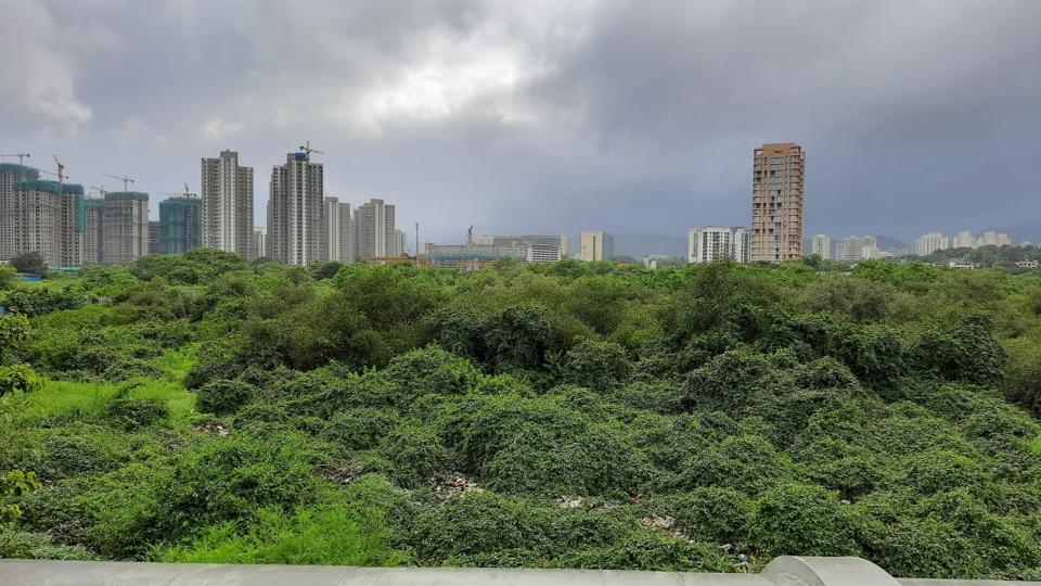 Oval Maidansized green cover wiped out from Thane creek section over 10 years Report