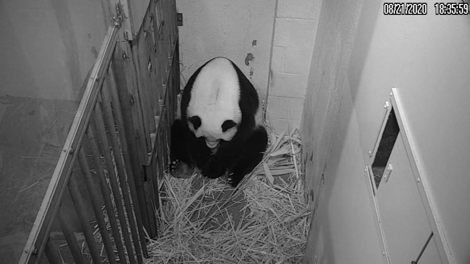 Giant panda gives birth to cub, moment caught on camera. Watch