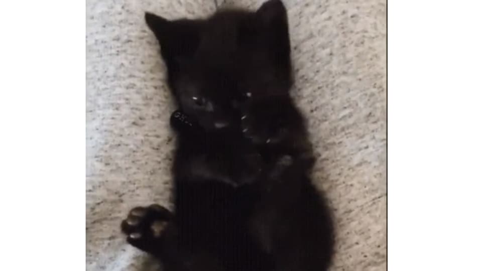 51+ Black kitten discovers paws Funny Cats