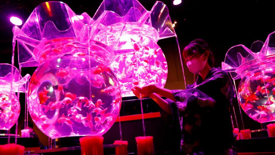 Over 30 000 live fish create moving psychedelic artworks at Hidetomo Kimura s art aquarium in Tokyo Hindustan Times