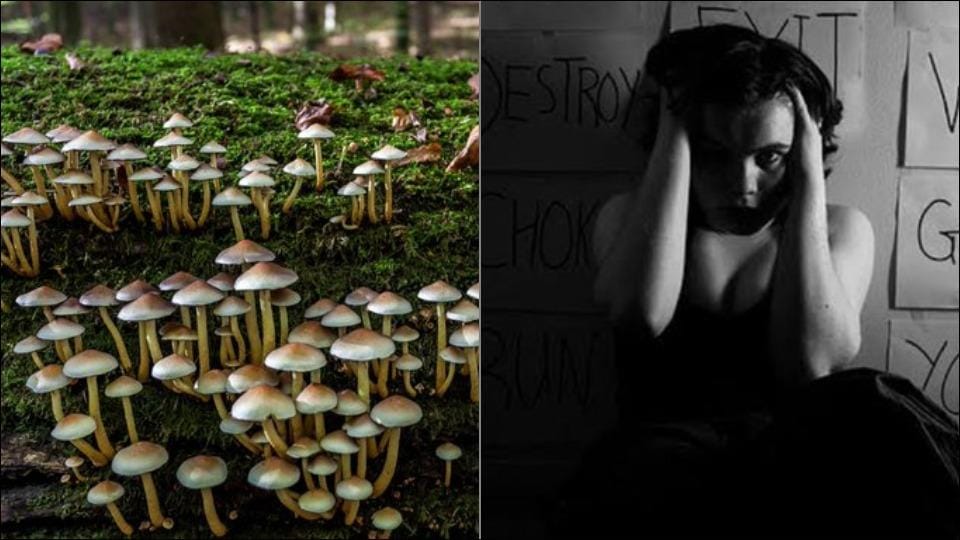 Mental health: Study reveals magic mushroom drug may treat depression