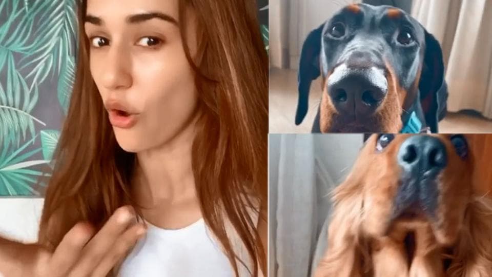 Disha Patani takes Kokilaben’s place in recreated ‘Rasode Mein Kaun Tha’ video as she grills her two dogs, watch