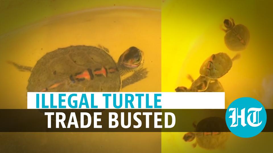 Watch: Over 30 turtles recovered during raids on shops in UP, 2 held ...